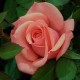 Trandafir copacel Wielkokwiatowa Brzoskwiniowa  Rna